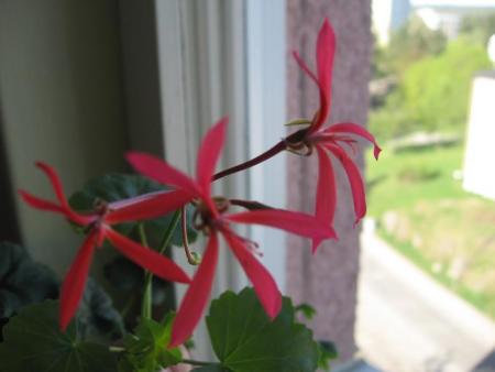 gallery_40_105_11142.jpg