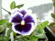 tn_gallery_3363_101_57894.jpg
