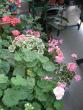 tn_gallery_40_105_2766.jpg