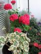 tn_gallery_40_105_28628.jpg