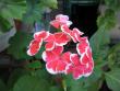 tn_gallery_40_105_4746.jpg