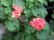 tn_gallery_40_105_59863.jpg