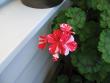 tn_gallery_40_105_64627.jpg