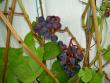 tn_gallery_3363_118_40476.jpg