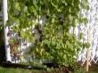 tn_gallery_3363_118_8354.jpg