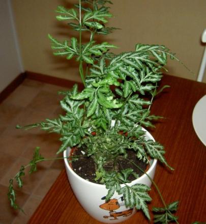 gallery_4761_9_39500.jpg