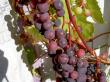 tn_gallery_3363_118_119240.jpg