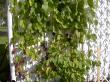 tn_gallery_3363_118_40341.jpg