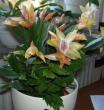 tn_gallery_4761_9_14747.jpg