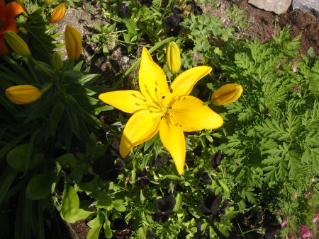 gallery_7440_123_25664.jpg