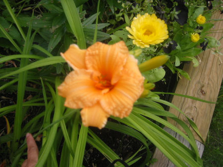 gallery_7440_123_58287.jpg