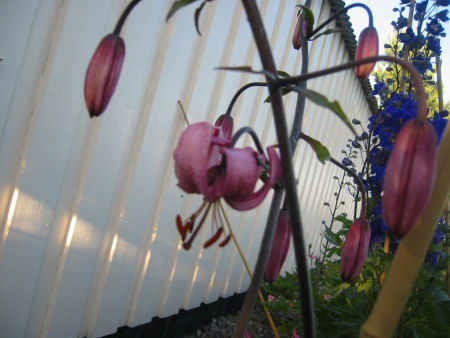 gallery_7440_123_9742.jpg