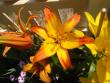 tn_gallery_7440_123_23416.jpg