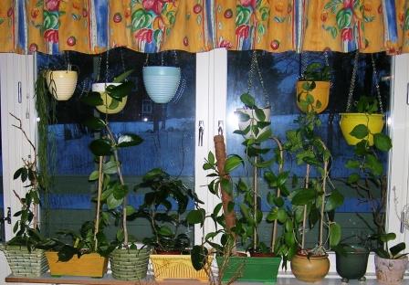 gallery_2004_131_14302.jpg