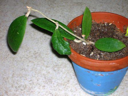 gallery_2004_131_3386.jpg