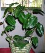 tn_gallery_2004_131_4427.jpg