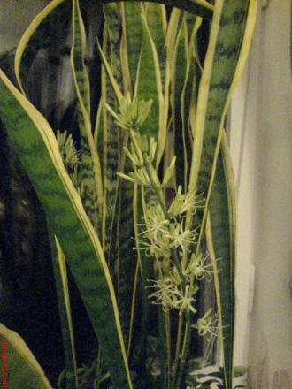 gallery_3363_60_324953.jpg