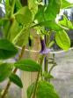 tn_gallery_3363_82_78184.jpg