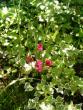 tn_gallery_579_35_12579.jpg