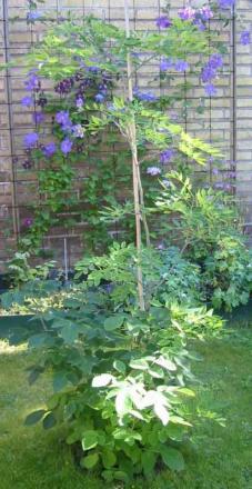 gallery_14_147_34577.jpg