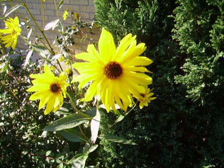 gallery_7579_157_72233.jpg