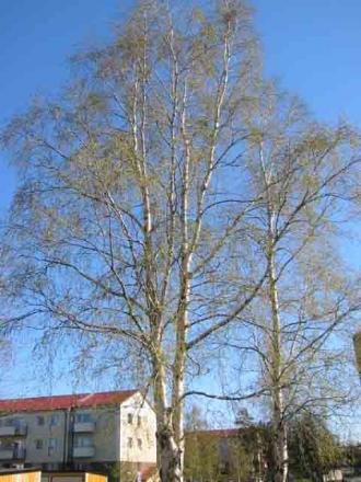 gallery_14_160_36225.jpg