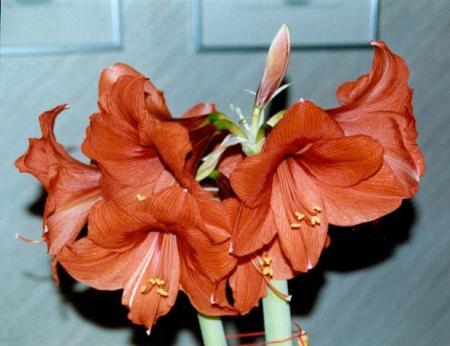 gallery_14_180_25240.jpg