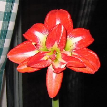 gallery_14_180_28618.jpg