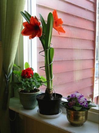 gallery_14_180_55897.jpg