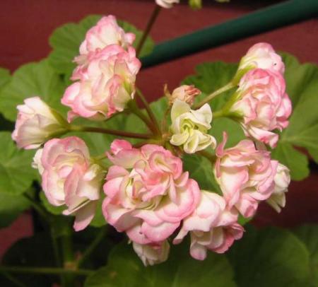 gallery_14_181_10245.jpg