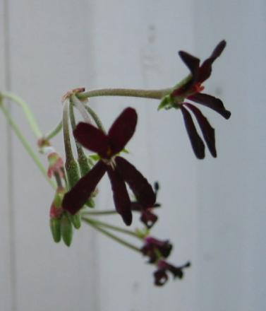 gallery_14_181_27410.jpg
