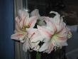tn_gallery_14_180_1373.jpg
