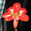 tn_gallery_14_180_28618.jpg