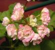 tn_gallery_14_181_10245.jpg