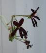 tn_gallery_14_181_27410.jpg