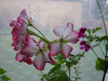 gallery_14_181_25658.jpg