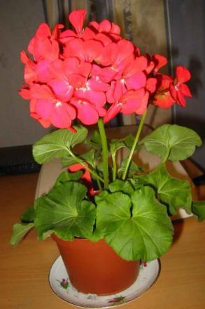 gallery_14_181_33597.jpg