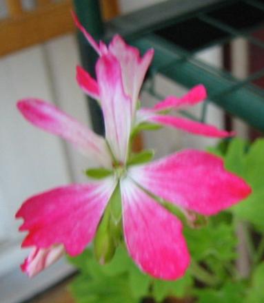 gallery_14_181_37132.jpg