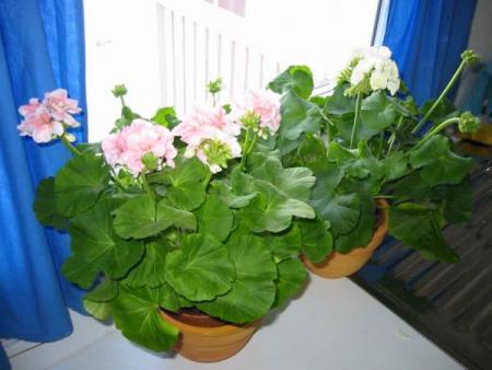 gallery_14_181_8255.jpg