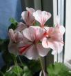 tn_gallery_14_181_15835.jpg