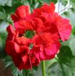 tn_gallery_14_181_23449.jpg