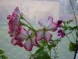 tn_gallery_14_181_25658.jpg
