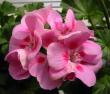tn_gallery_14_181_3007.jpg