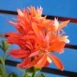 tn_gallery_14_181_30160.jpg
