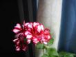 tn_gallery_14_181_3126.jpg