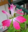 tn_gallery_14_181_37132.jpg