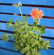 tn_gallery_14_181_37469.jpg