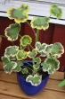 tn_gallery_14_181_4869.jpg