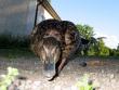 tn_gallery_4816_97_108732.jpg