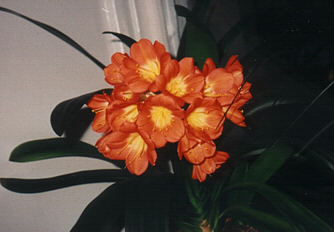 gallery_3710_192_6525.jpg